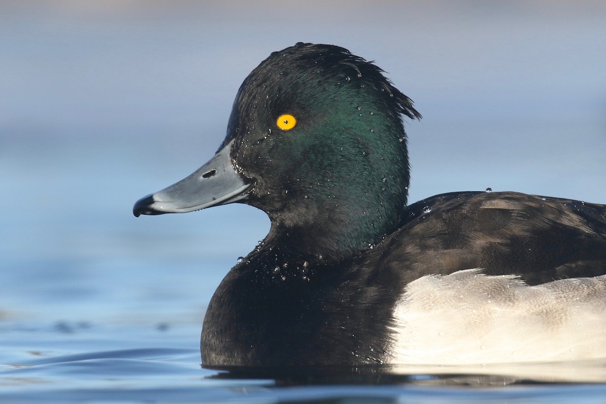 Tufted Duck - ML129690621