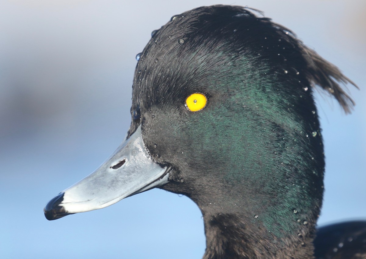 Tufted Duck - ML129690701