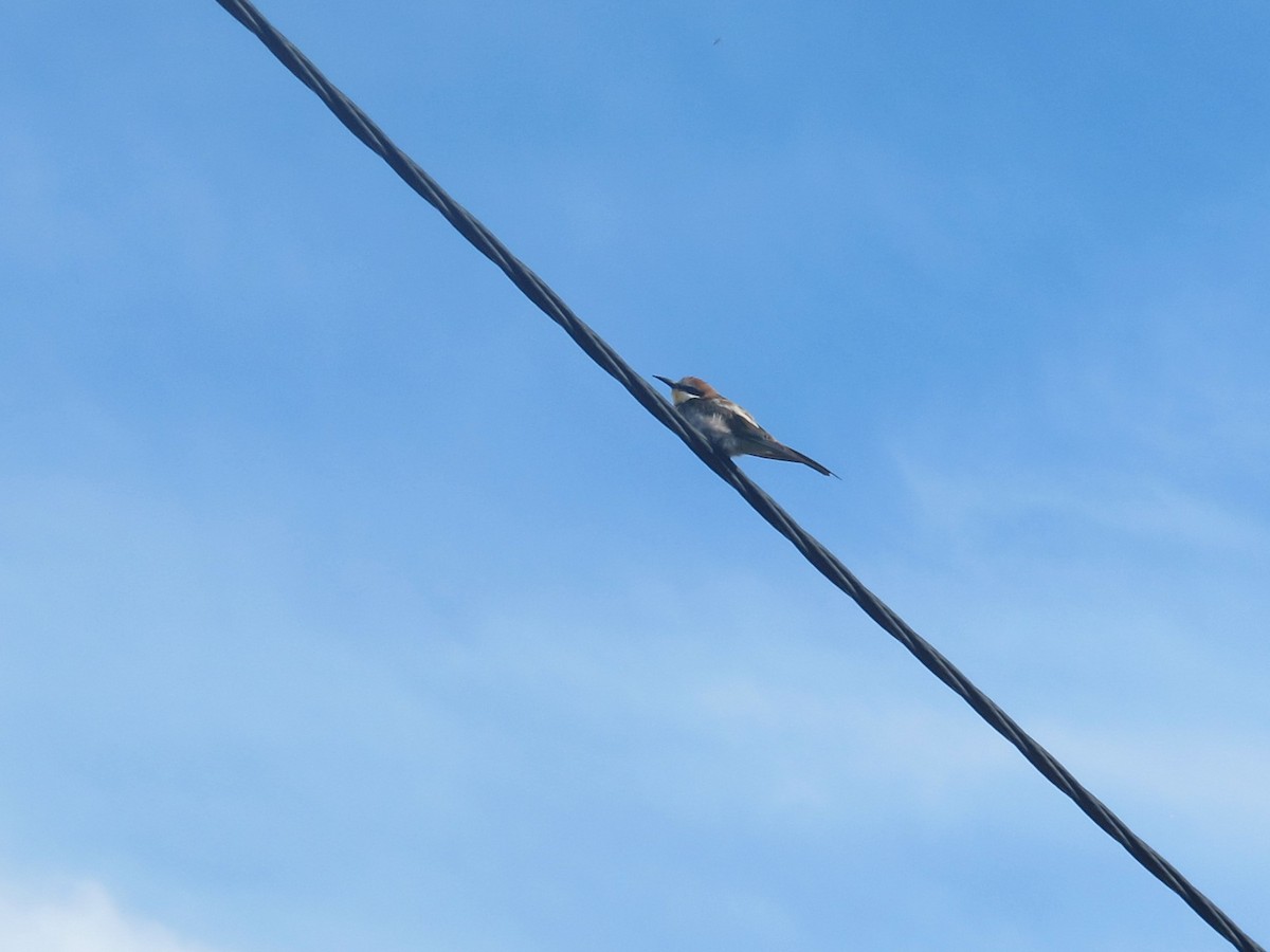 European Bee-eater - ML129692851