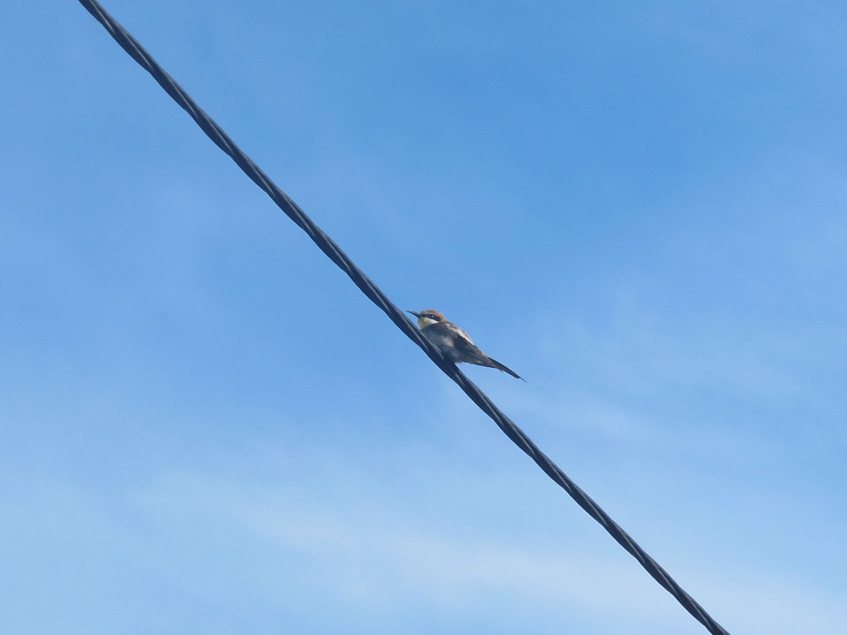 European Bee-eater - ML129692861
