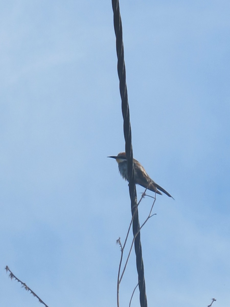 European Bee-eater - ML129692871