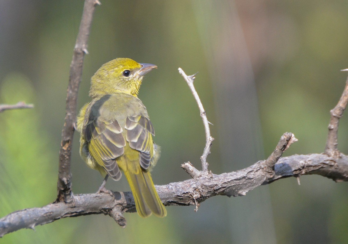 Hepatic Tanager - ML129698291
