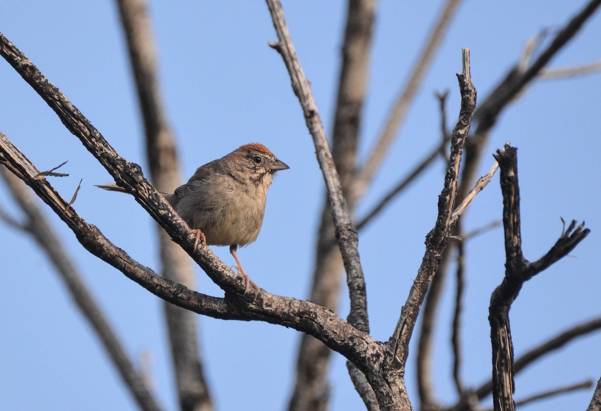 Rufous-crowned Sparrow - Ryan Andrews