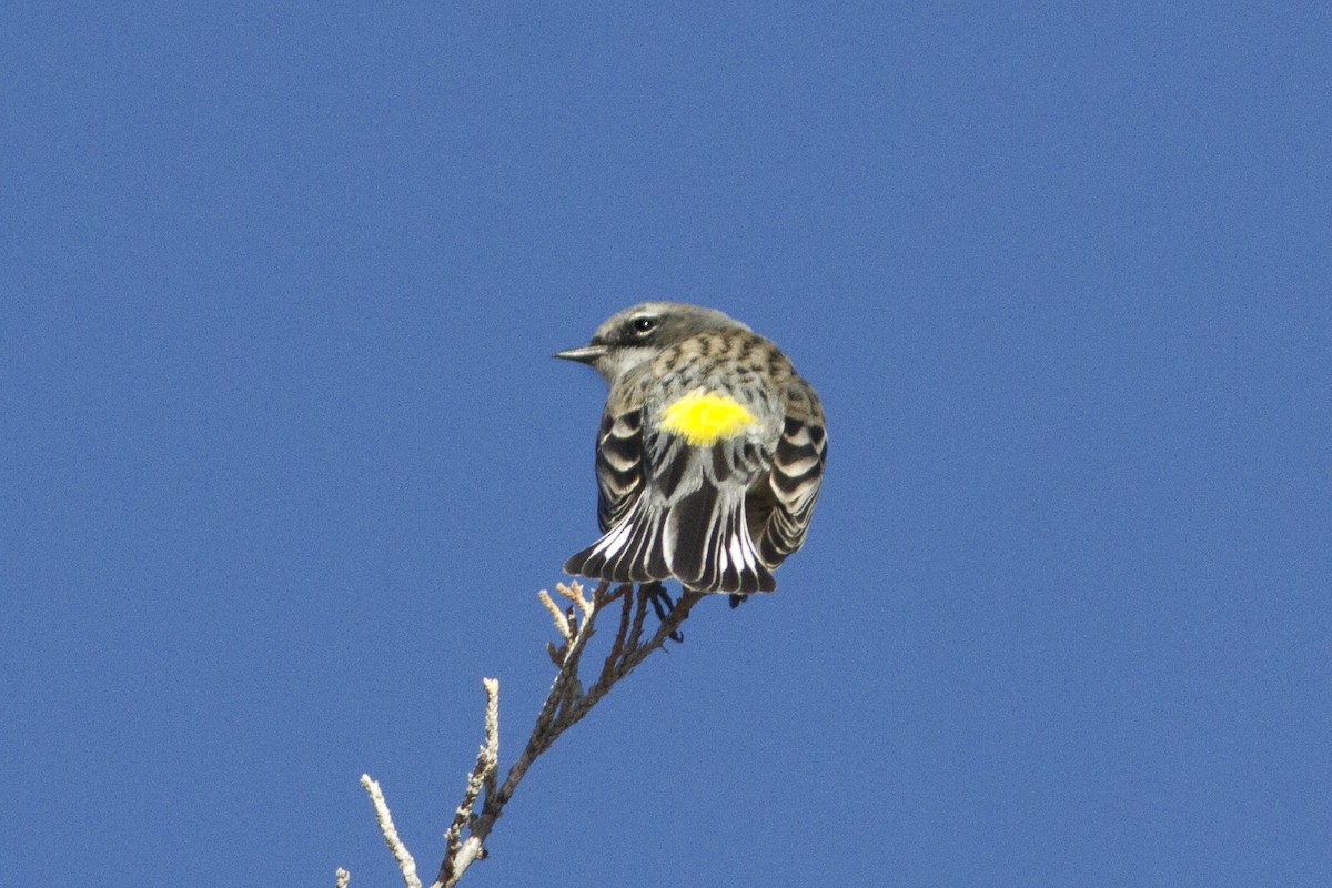 Yellow-rumped Warbler (Myrtle) - Richard Bunn