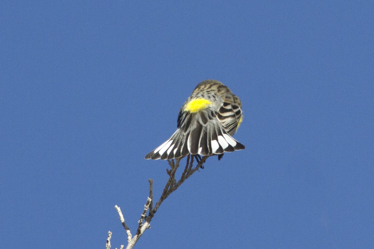 Yellow-rumped Warbler (Myrtle) - Richard Bunn