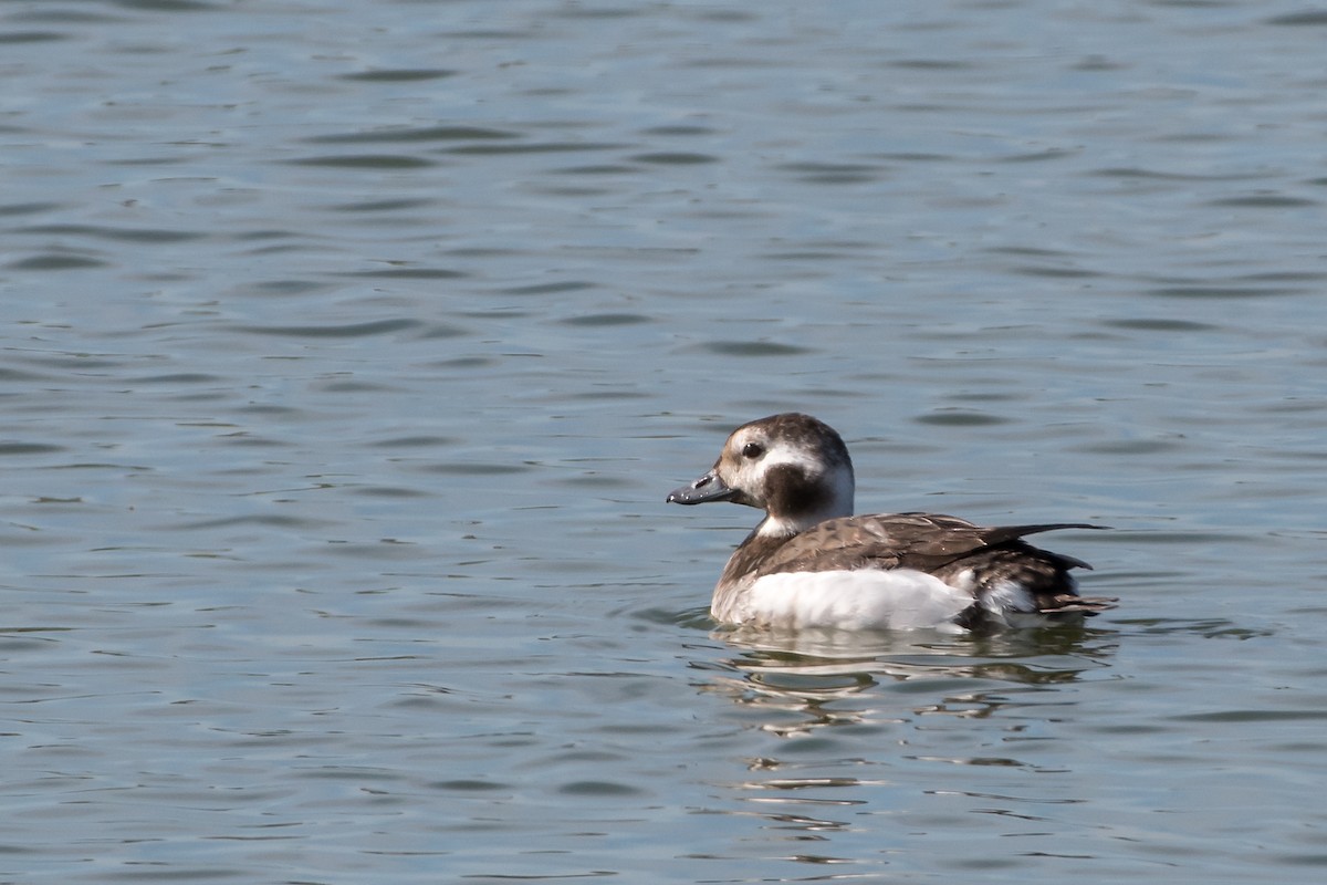 Long-tailed Duck - ML129701851