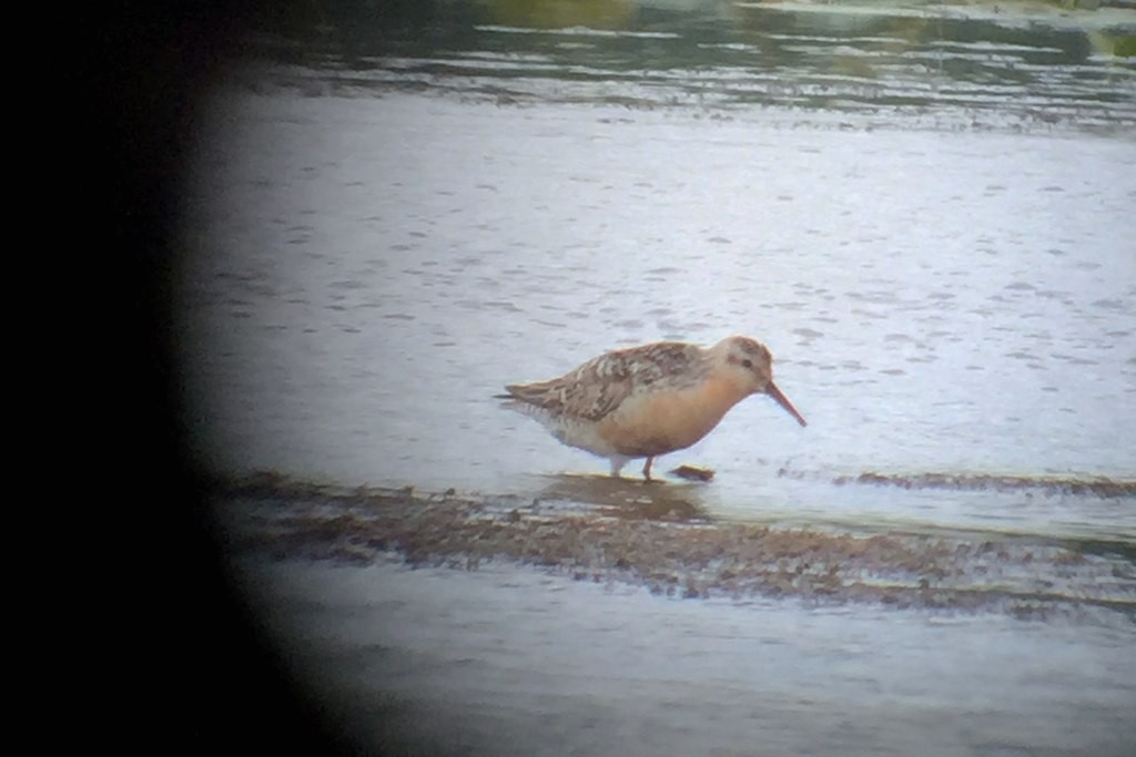 Red Knot - ML129701901