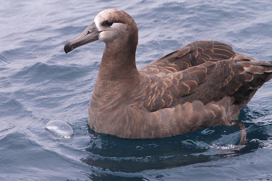 Black-footed Albatross - Don Roberson