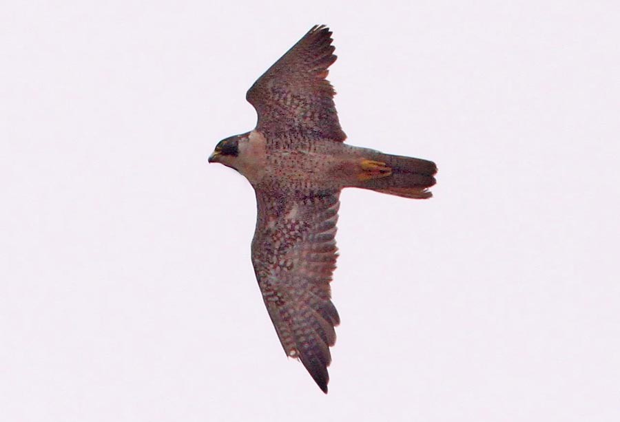 Peregrine Falcon (North American) - ML129703411