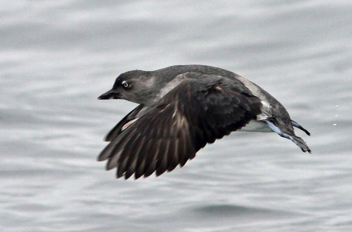 Cassin's Auklet - Don Roberson
