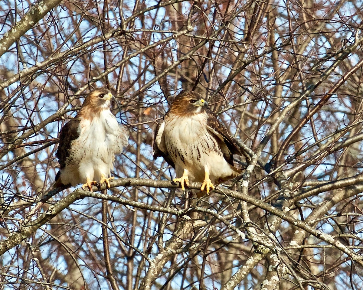 Red-tailed Hawk - Jack & Holly Bartholmai