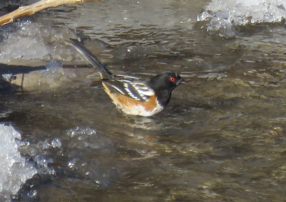 Spotted Towhee - Byron Greco