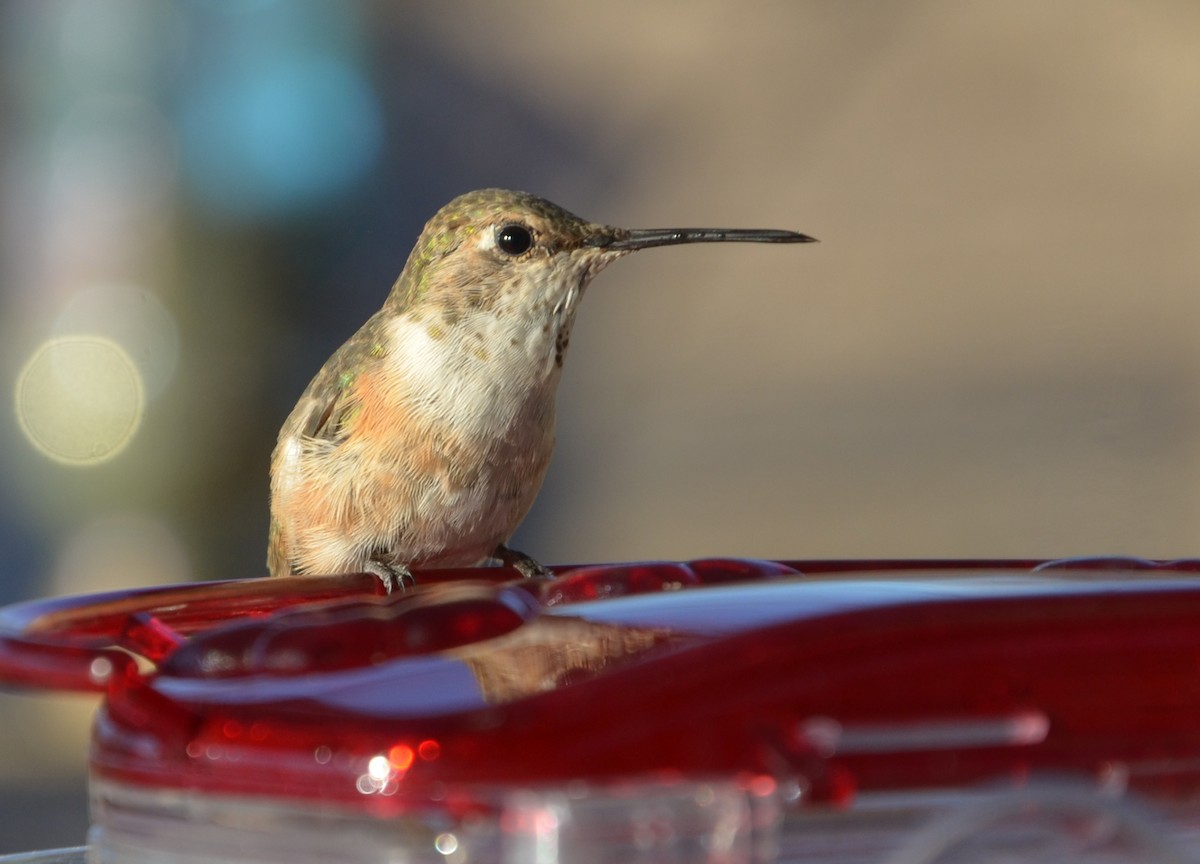 Rufous Hummingbird - Carol Morgan