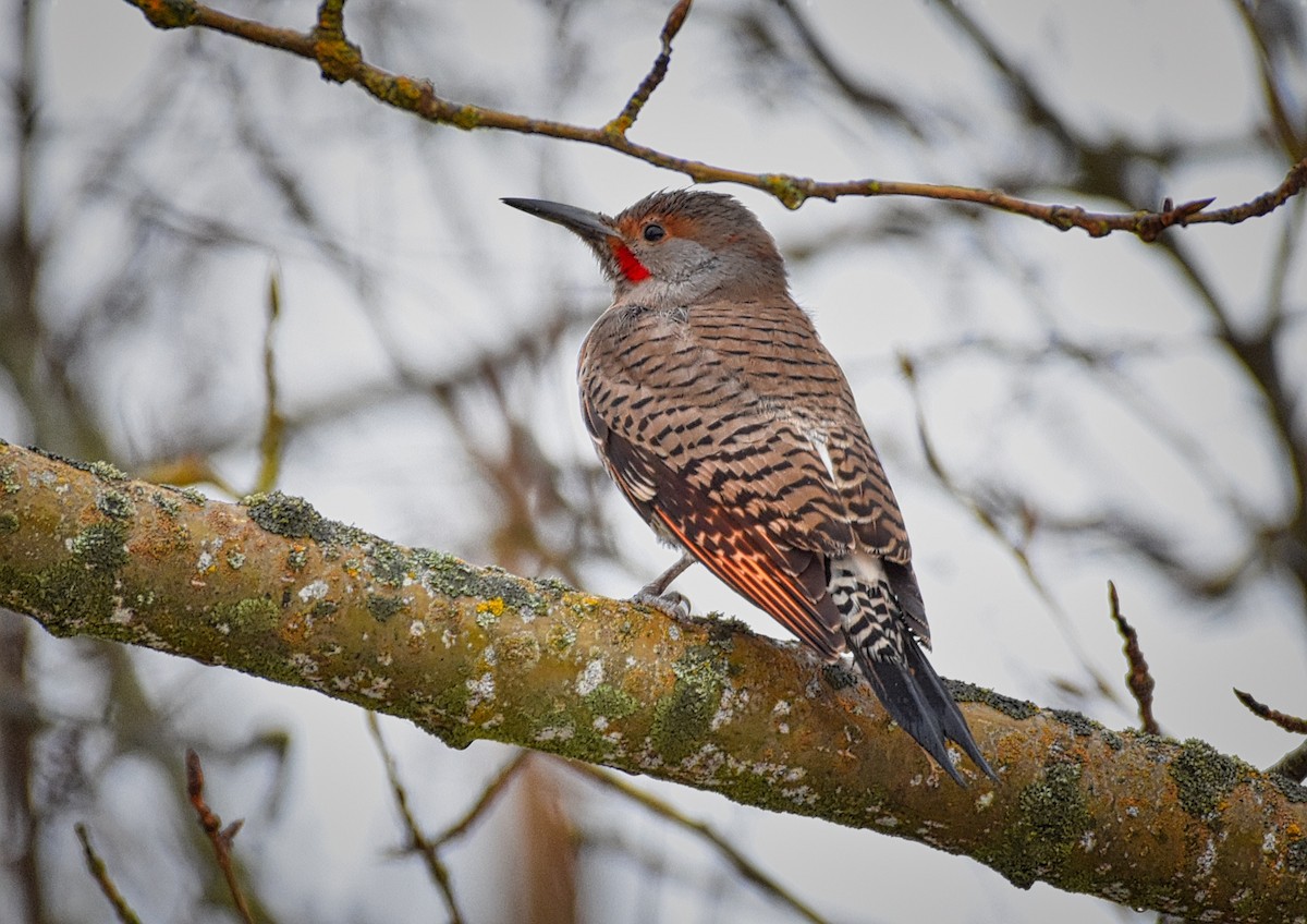 Northern Flicker (Red-shafted) - ML129708541