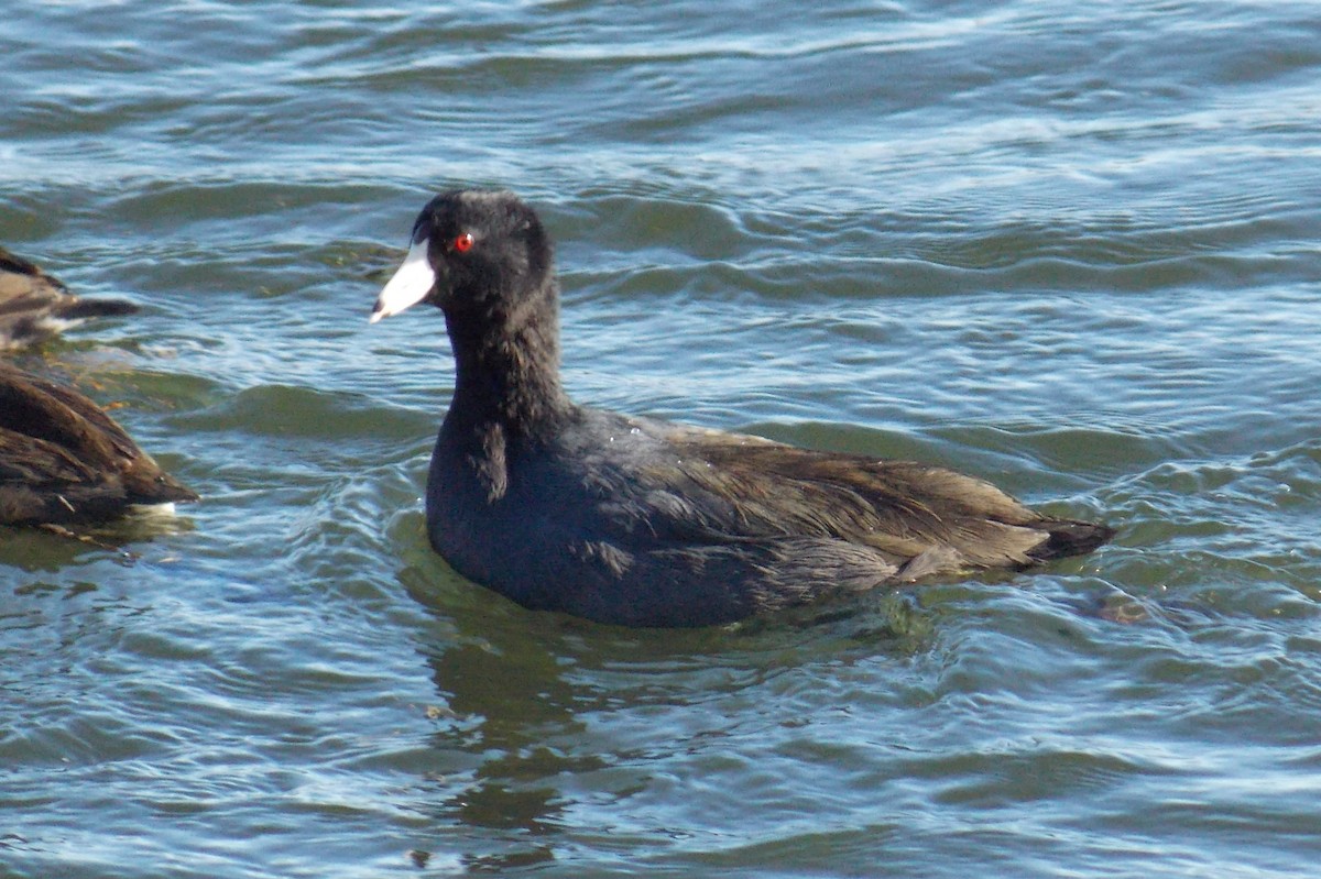 American Coot (Red-shielded) - ML129708891