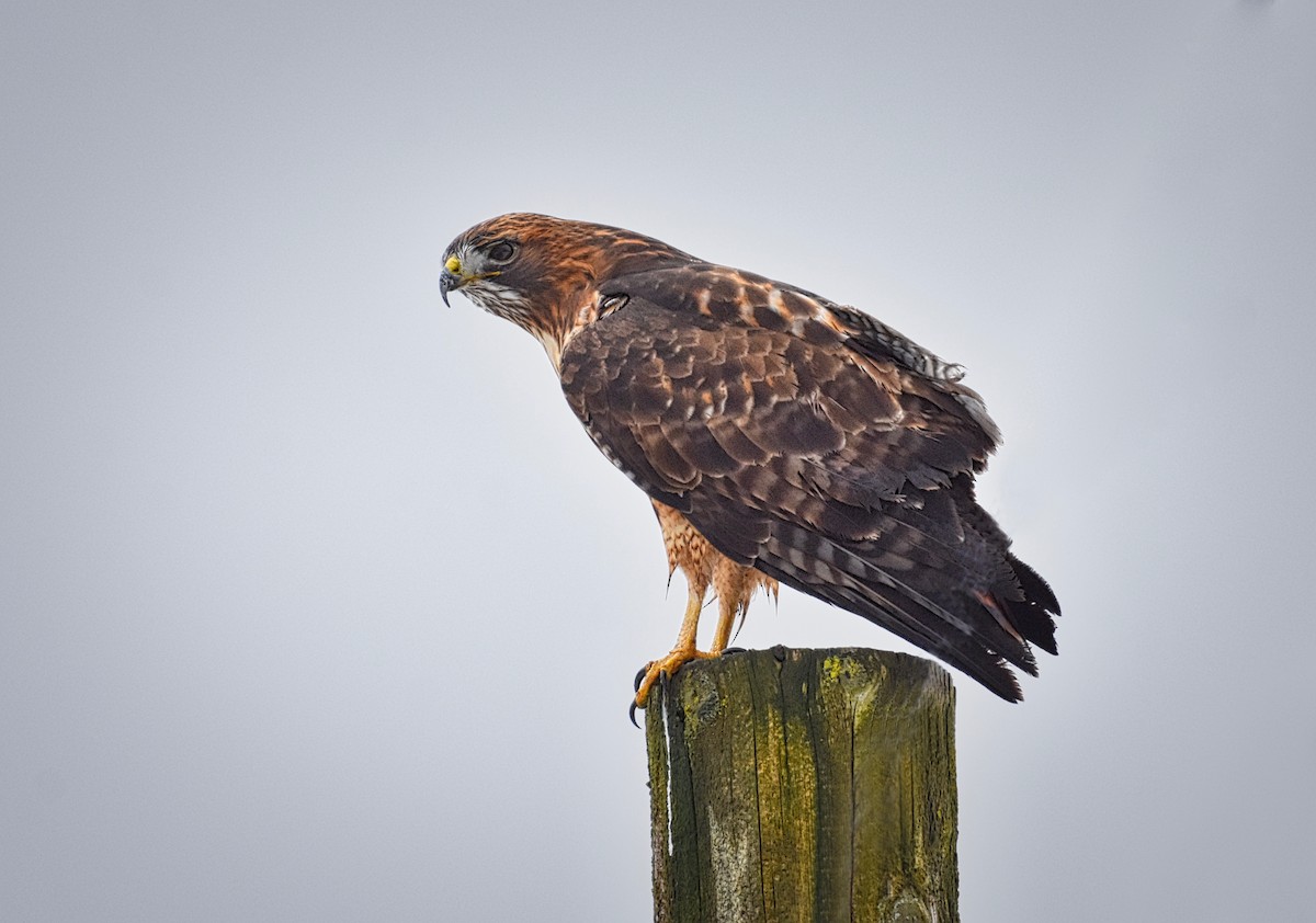 Red-tailed Hawk - ML129709201