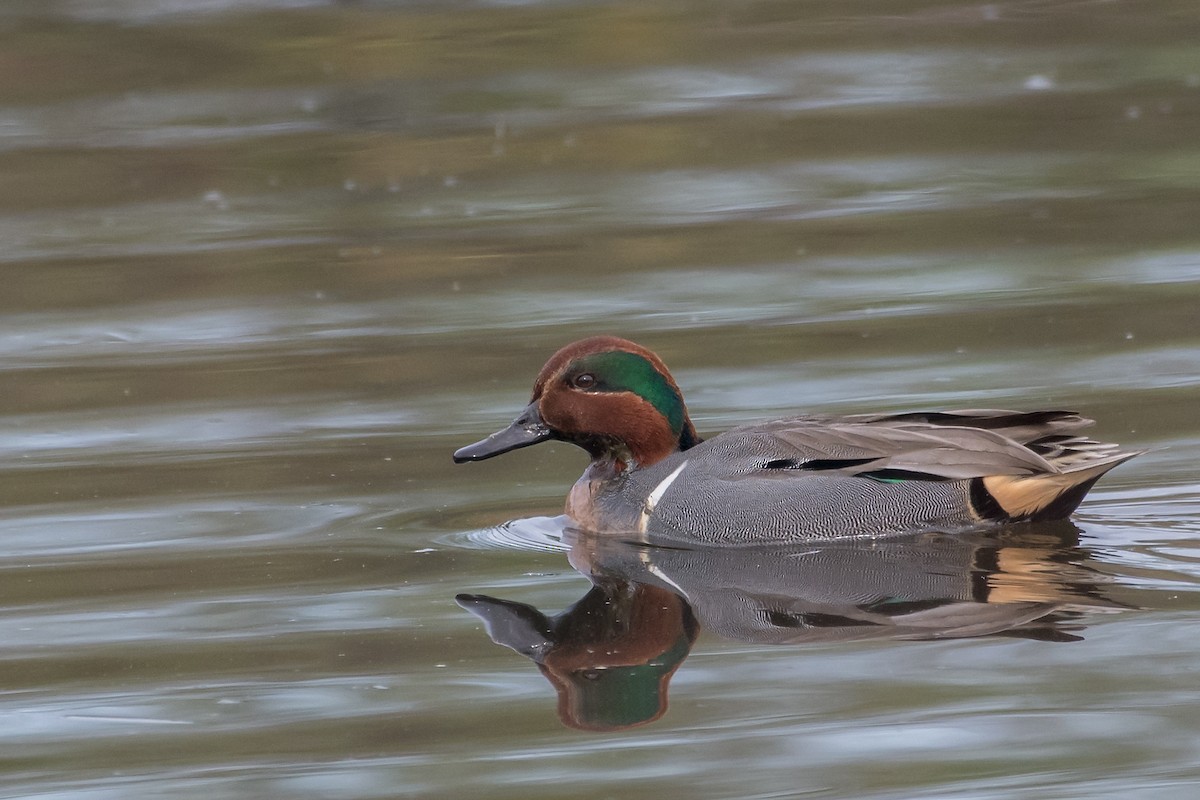 Green-winged Teal - ML129710861