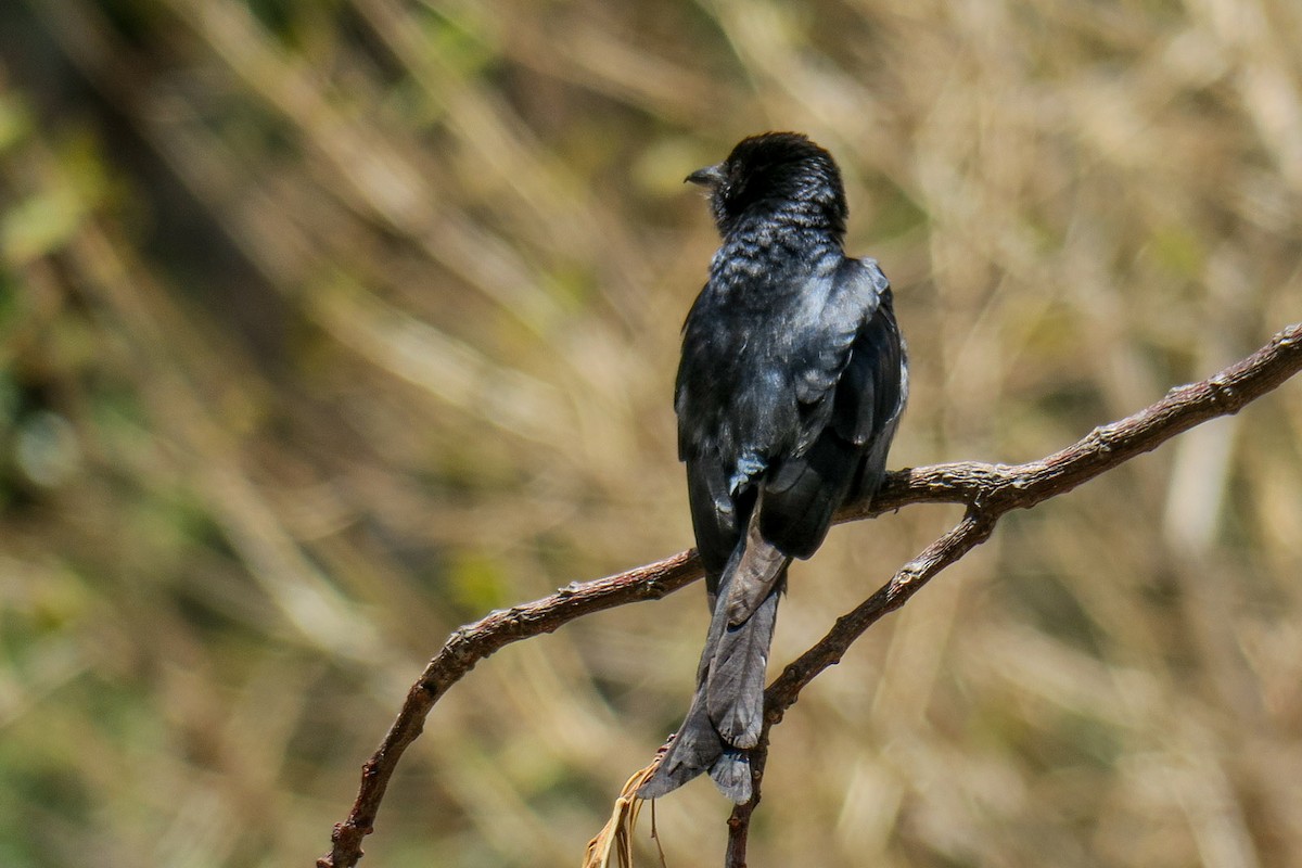 Fork-tailed Drongo - ML129711761