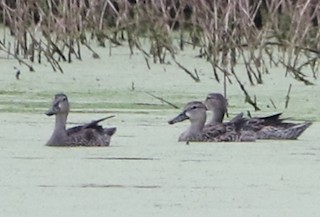 Blue-winged Teal, ML129712501