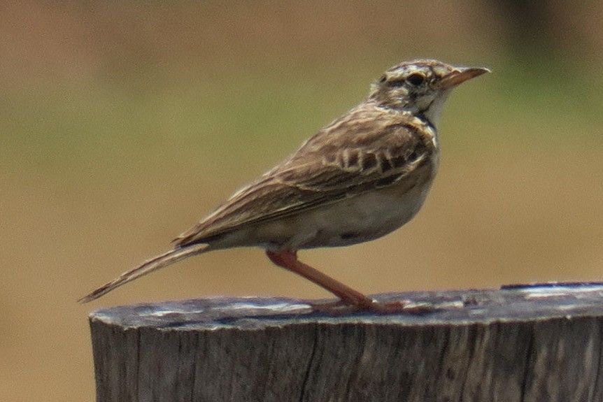 Pipit africain - ML129712871