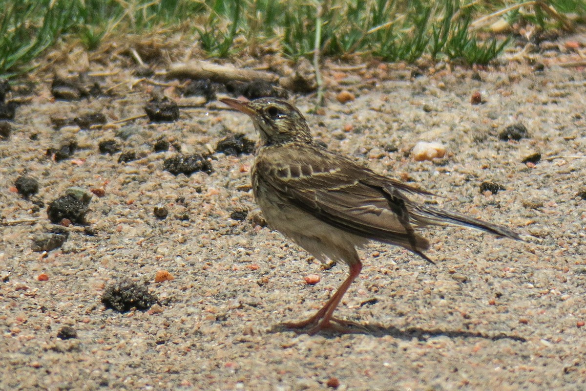 Pipit africain - ML129712891
