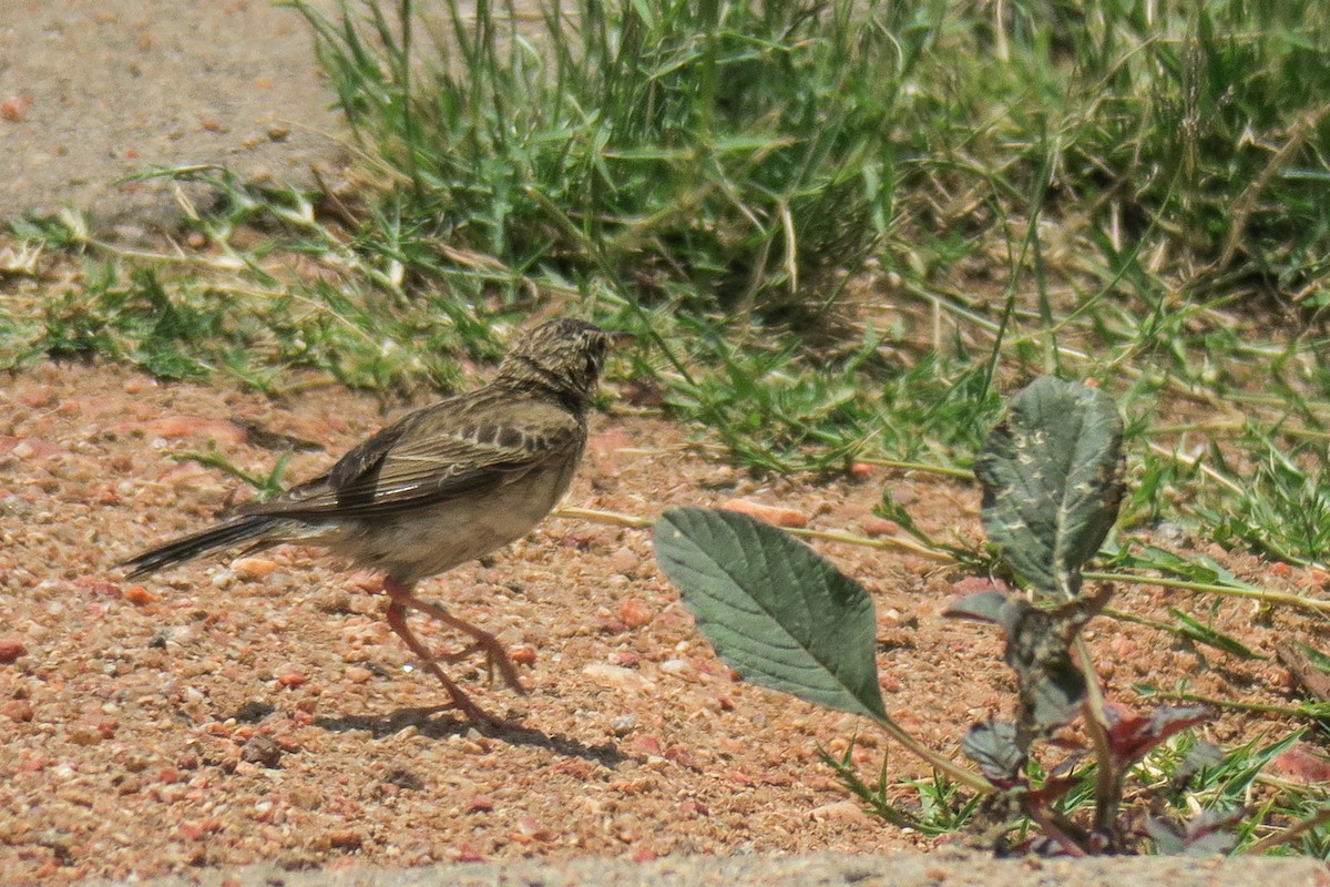African Pipit - ML129712901