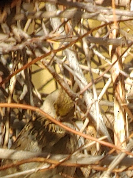 Golden-crowned Sparrow - Ajit Antony