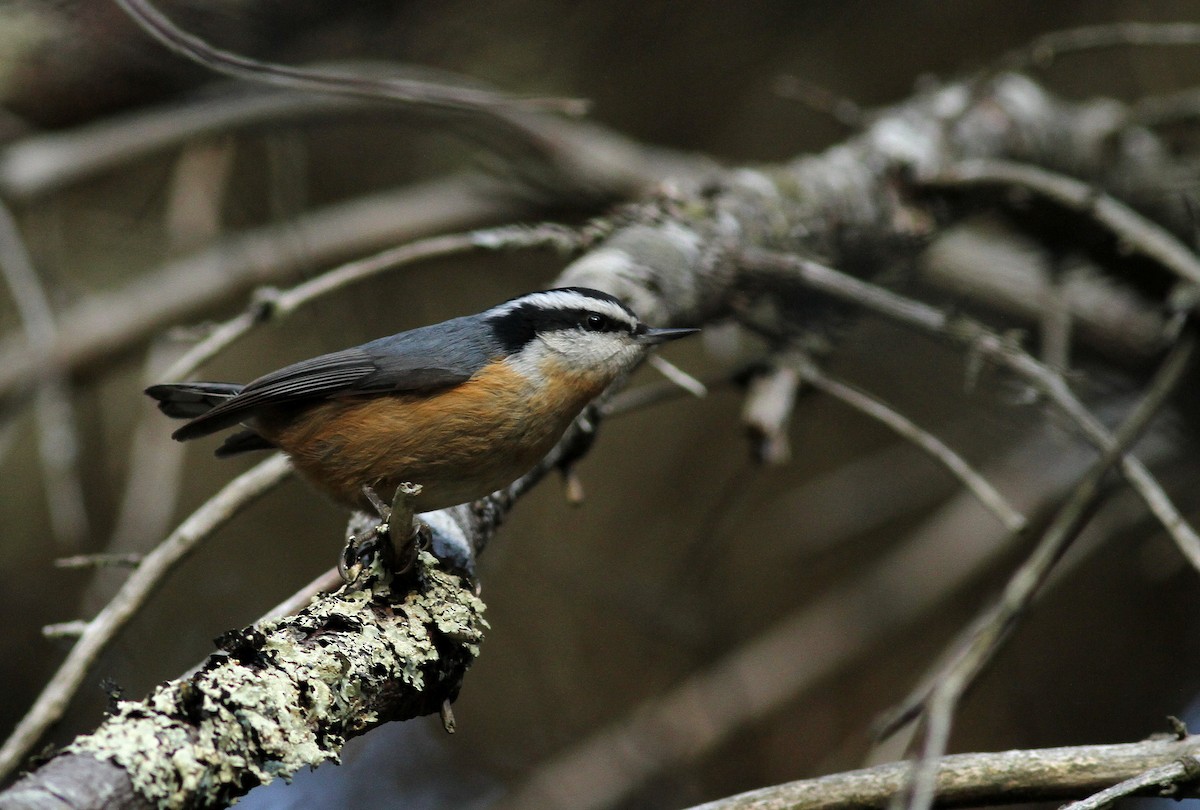 Red-breasted Nuthatch - ML129714201