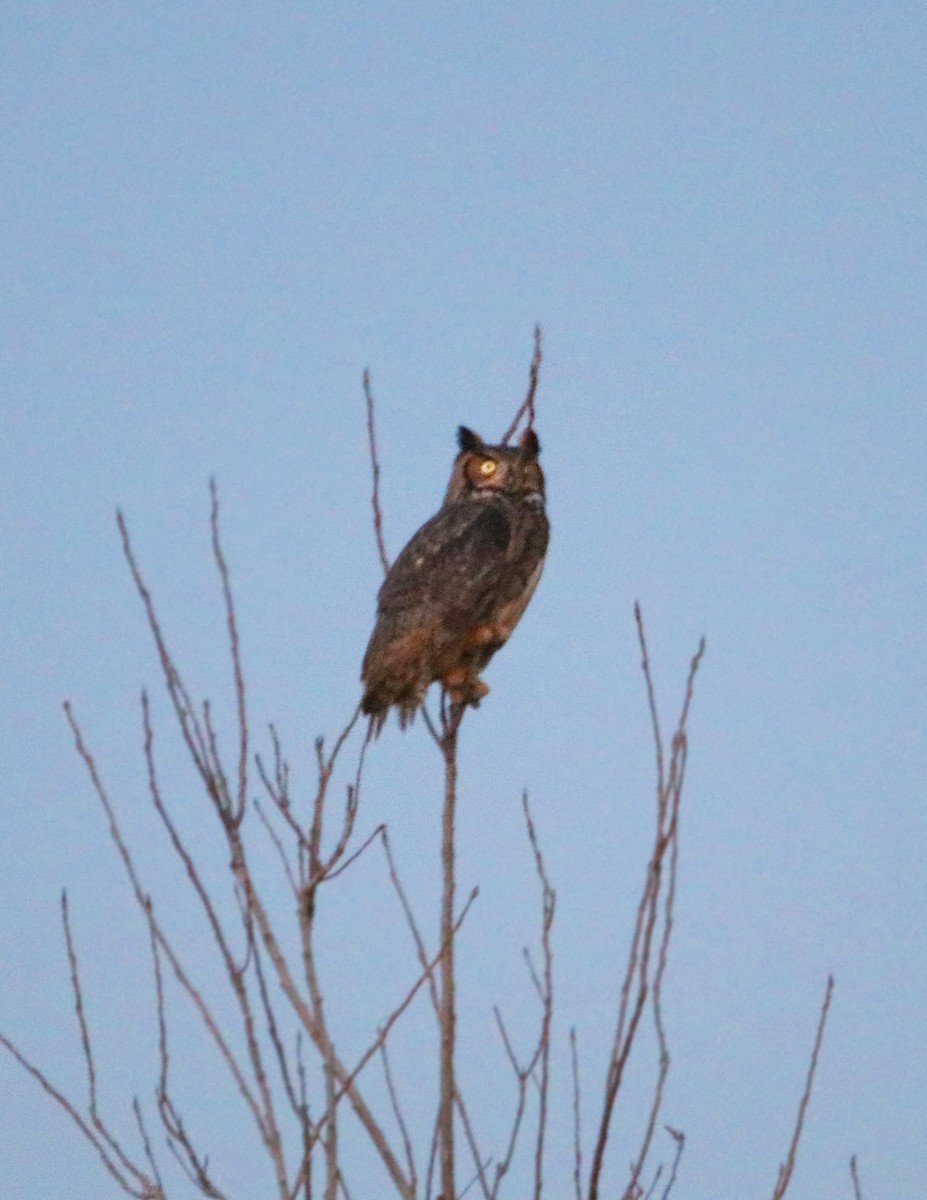 Great Horned Owl - ML129714341