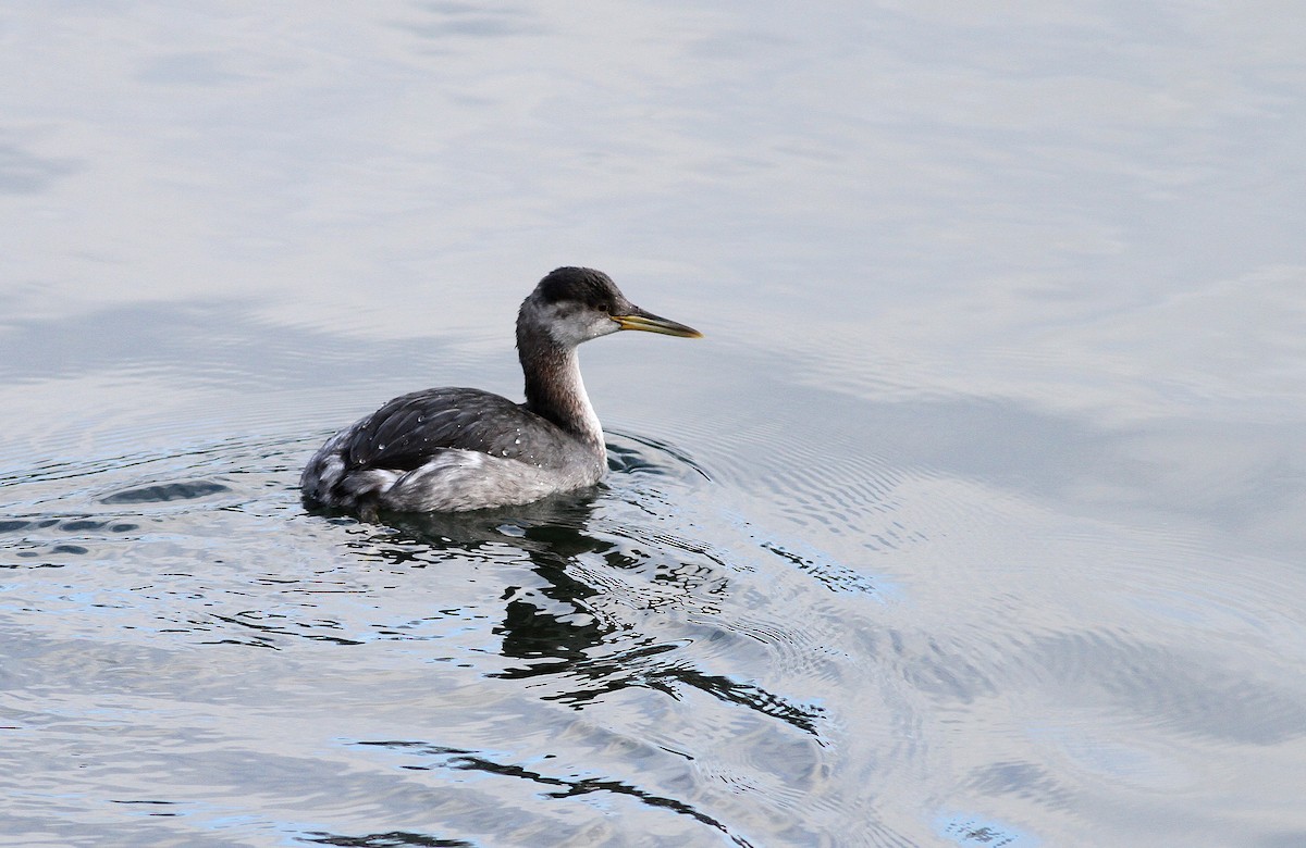 Red-necked Grebe - ML129714511