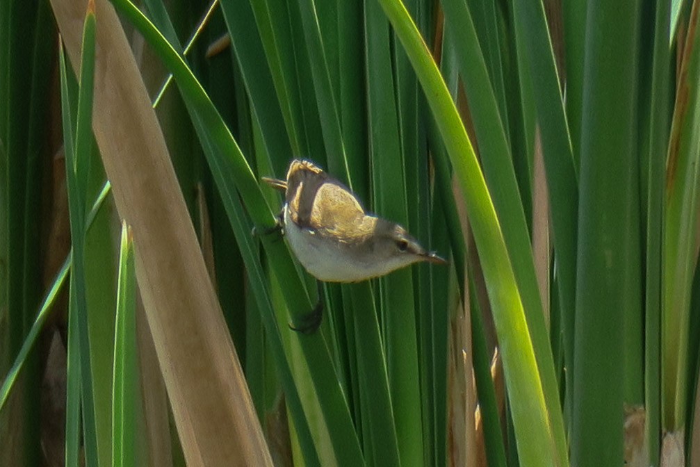 Common Reed Warbler (African) - ML129715791