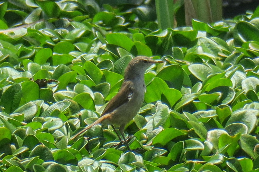 Common Reed Warbler (African) - ML129715801