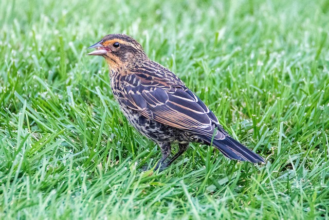 Photos Red Winged Blackbird Agelaius Phoeniceus Birds Of The World