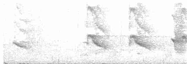 White-shouldered Antbird - ML129727221