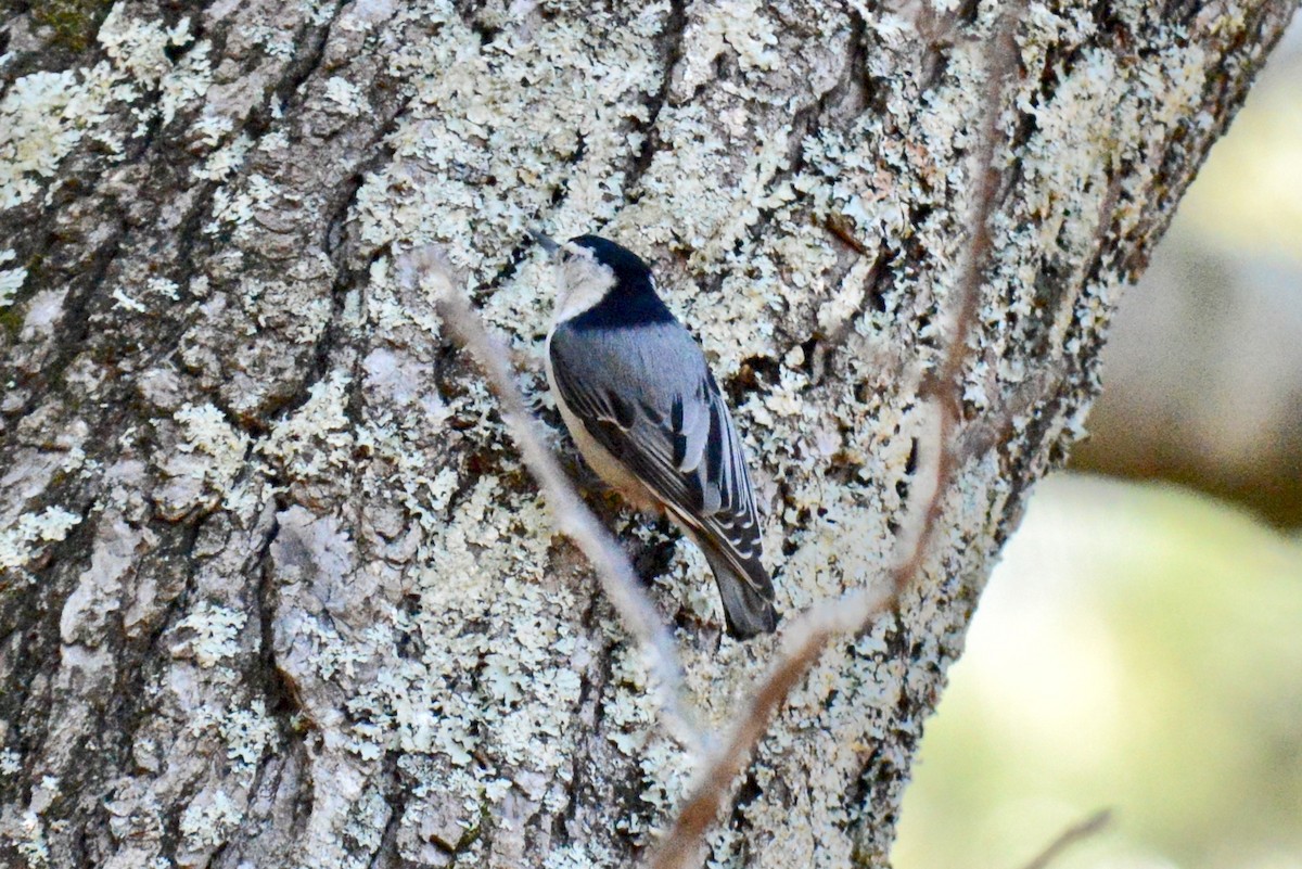 White-breasted Nuthatch - Tim DeJonghe