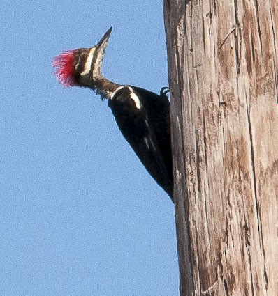 Pileated Woodpecker - LeRoy  Dorman