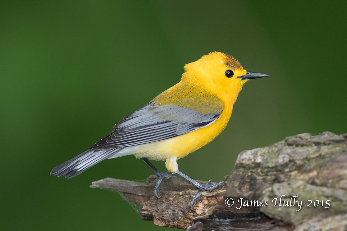 Prothonotary Warbler - ML129733131