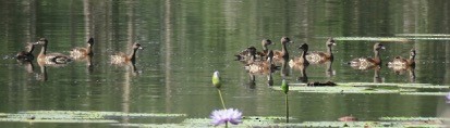 Spotted Whistling-Duck - ML129735601