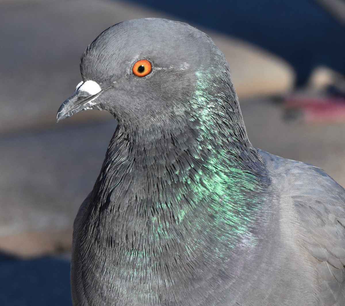 Rock Pigeon (Feral Pigeon) - ML129736661