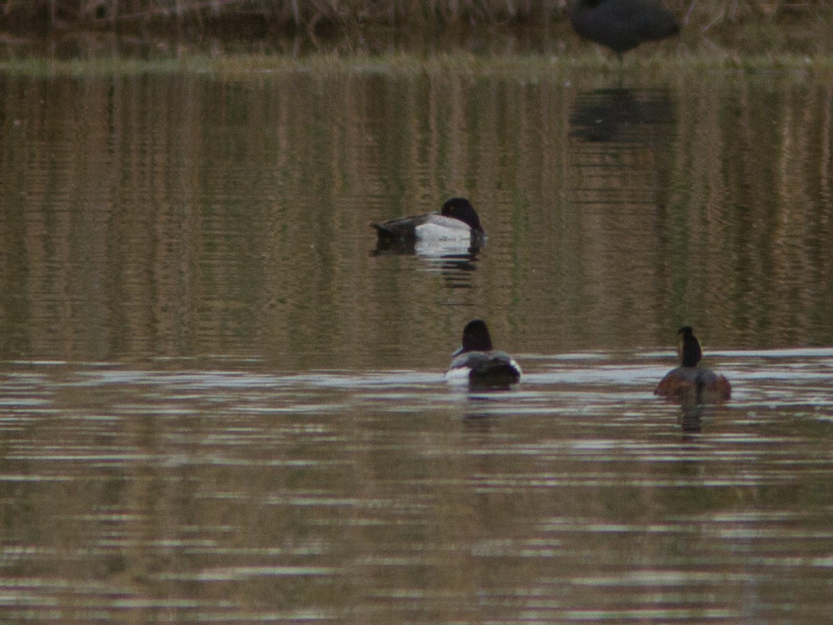 Greater Scaup - ML129738421
