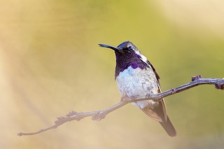 Beautiful Hummingbird - eBird