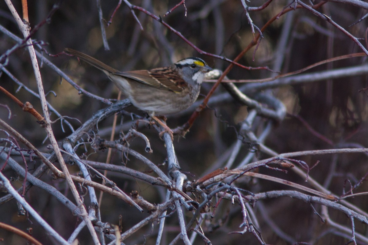 White-throated Sparrow - Neil Paprocki