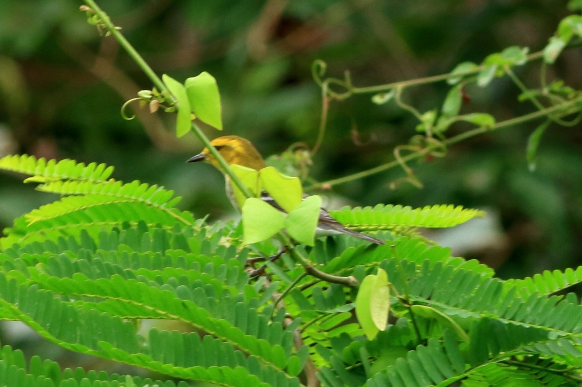 Black-throated Green Warbler - ML129741081