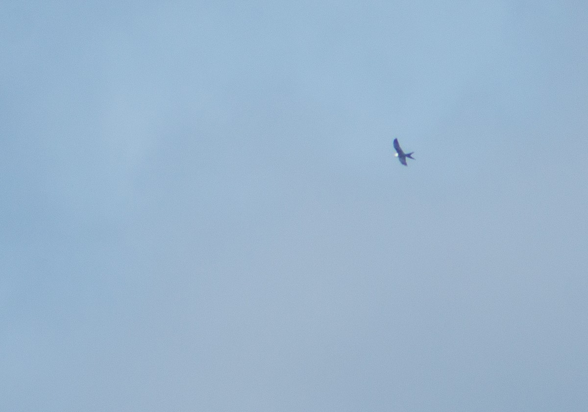 Swallow-tailed Kite - ML129742161