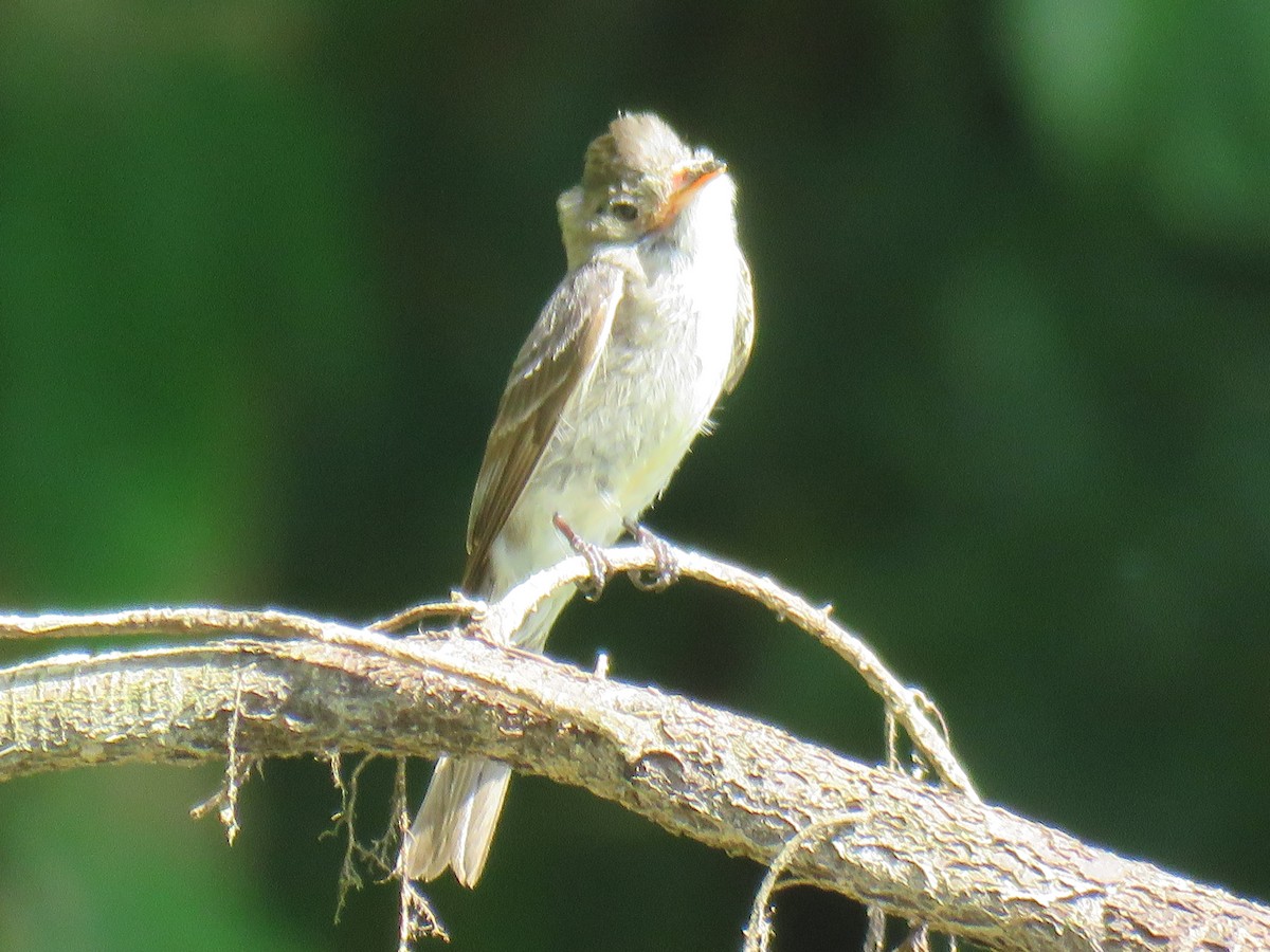 Northern Tropical Pewee - Ron Batie