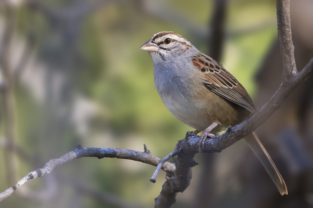 Cinnamon-tailed Sparrow - ML129744181