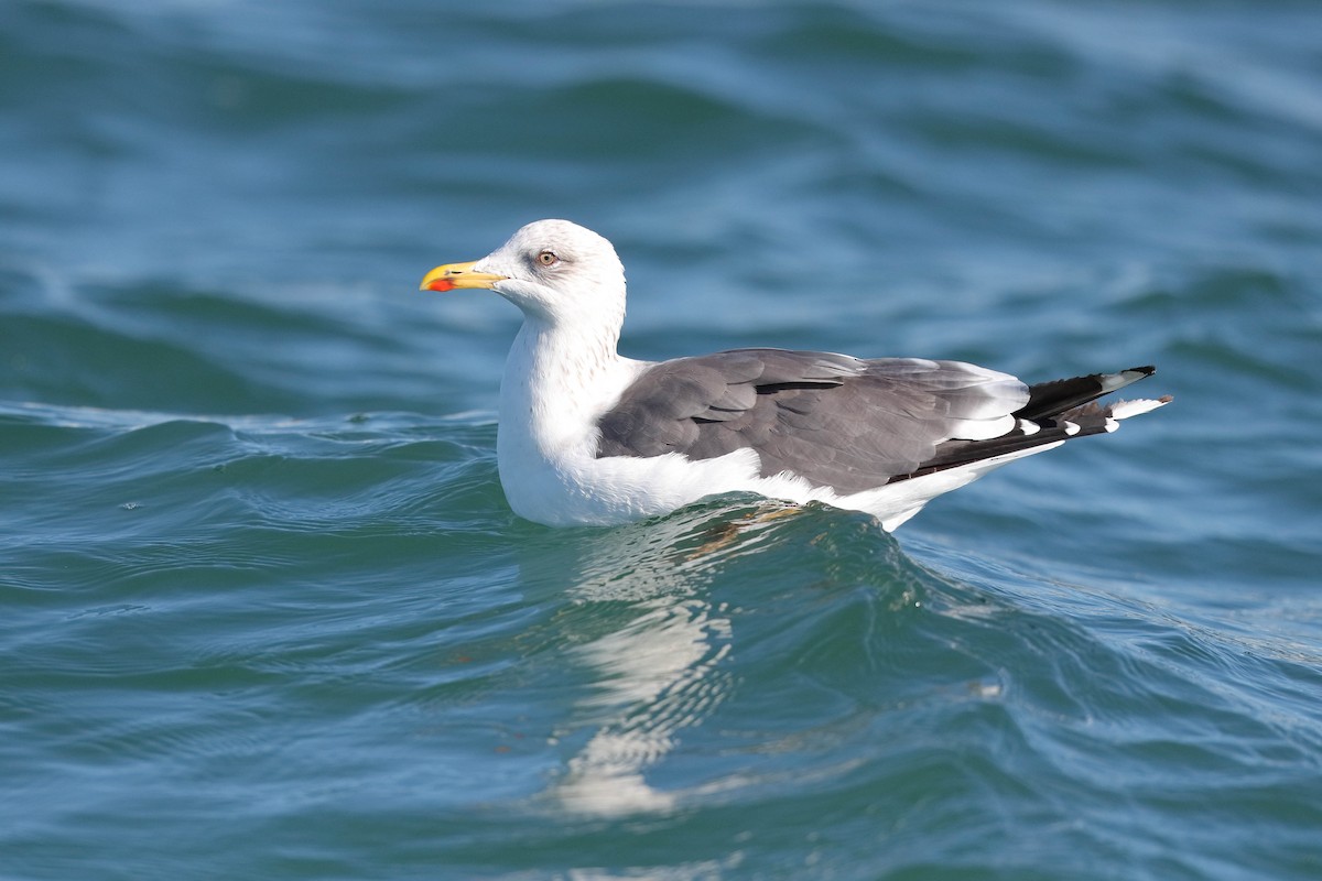Lesser Black-backed Gull - Bruce Rideout