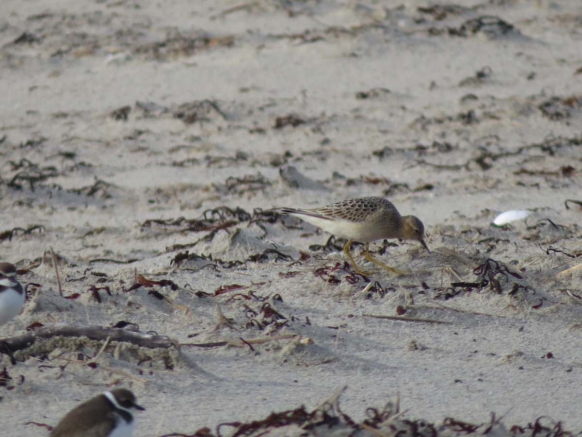 Buff-breasted Sandpiper - Nathan Dubrow