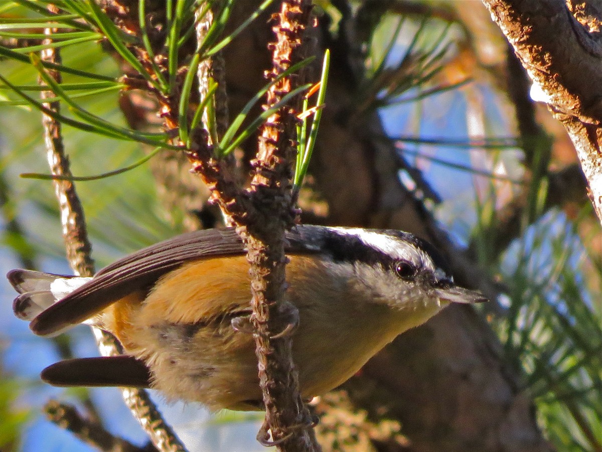 Red-breasted Nuthatch - Nathan Dubrow