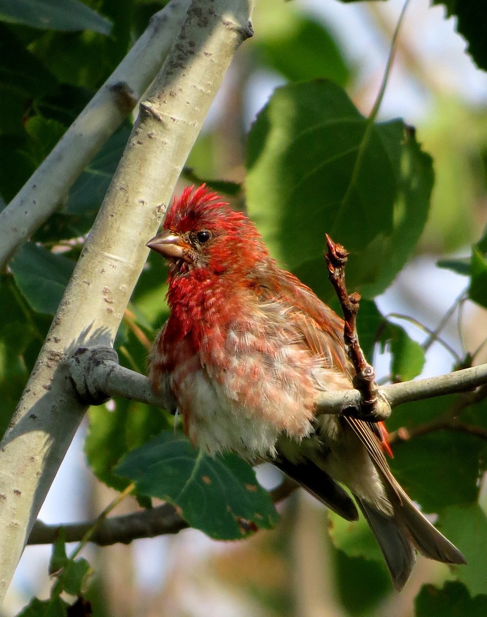 Purple Finch - Nathan Dubrow